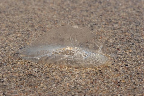 Velella