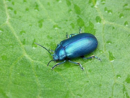 Leaf Beetle