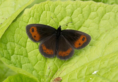 Scotch Argus