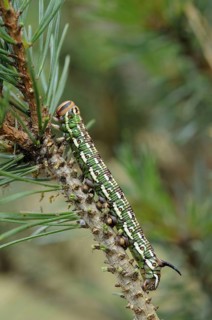 Pine hawk moth