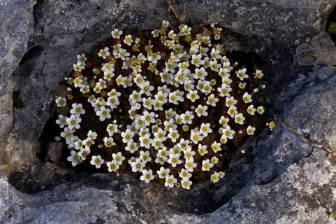 Irish Saxifrage