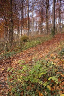 Common Beech