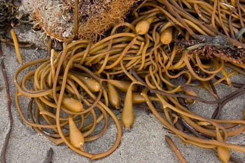 Giant kelp