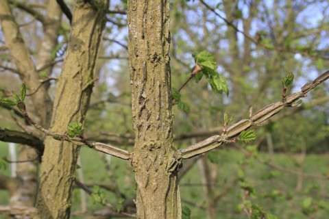 Field maple