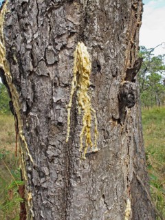 Hairy-leaved resin tree