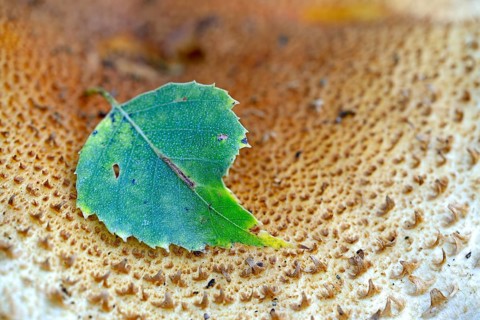 Leaf of a birch