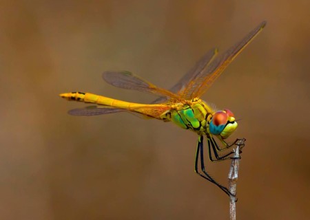 (Sympetrum fonscolombii)