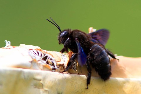 (Xylocopa violacea)