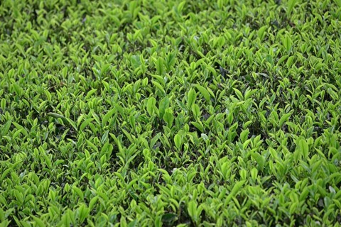 Tea Plantation
