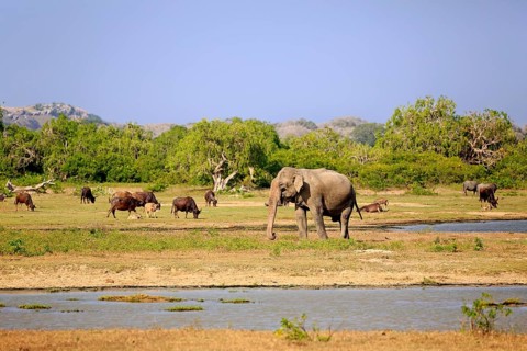 Landscape in Yala National Park with Asian sri lankan elephant