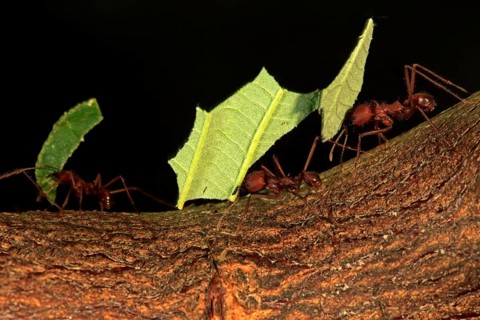 Leafcutter ant