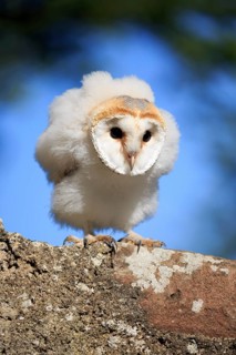 Barn Owl