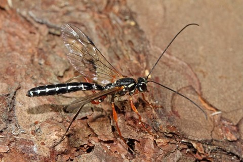 Wood wasp
