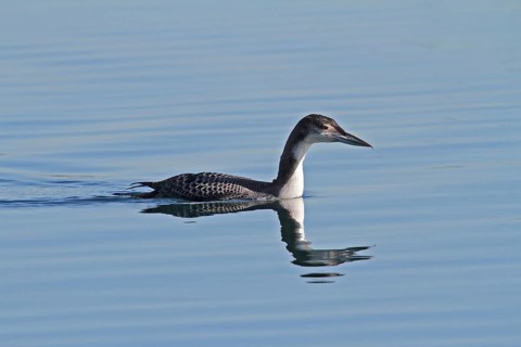 Common loon