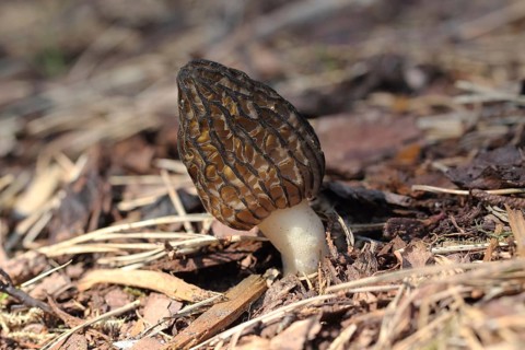 Cone-shaped morel