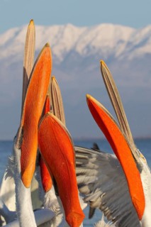 Adult dalmatian pelican