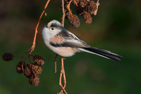 Long-tailed Tit