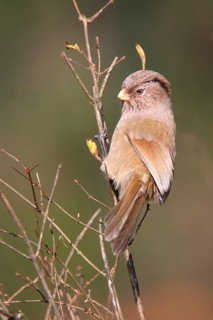 Brown Parrotbill