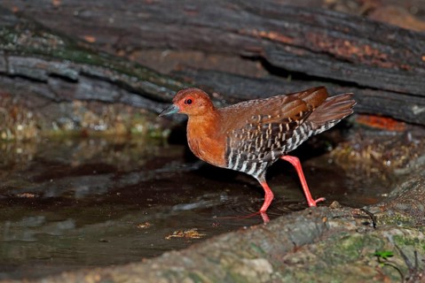 Red-legged Crake