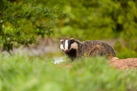 Eurasian Badger