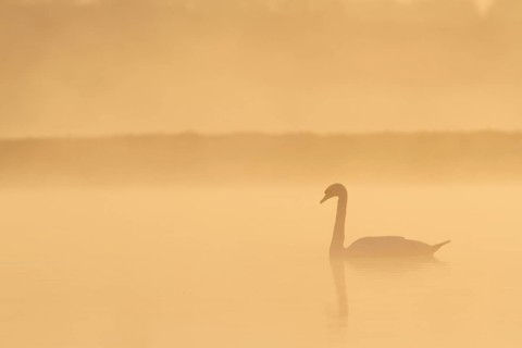 Mute Swan