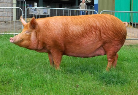 Domestic pig