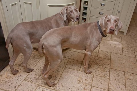 Domestic dog
