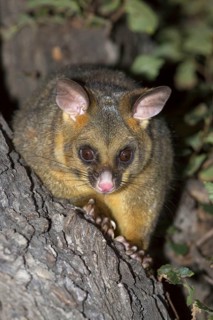 Common common brushtail possum