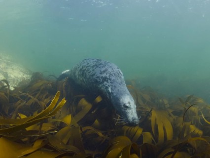 Grey seal