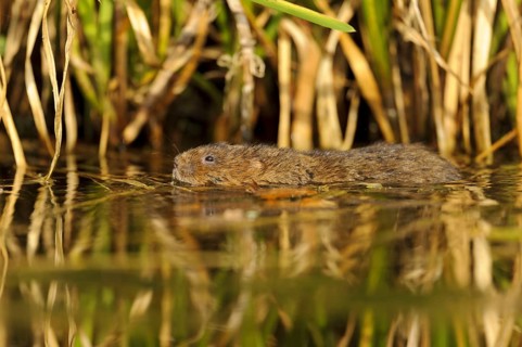 Eastern vole