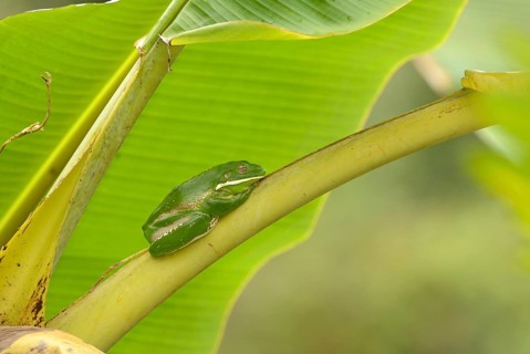 White-lipped Treefrog