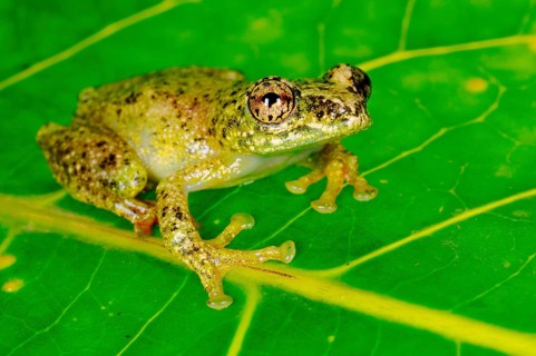 Reed frog