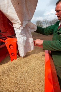 Farmer loads drill with spring barley seed