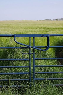 Closed gates at the edge of the barleys