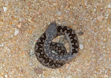 Lataste's Viper