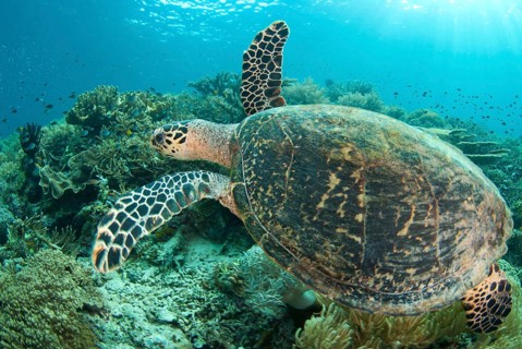 Loggerhead Turtle
