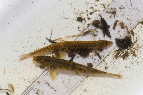 Spiny stone loach