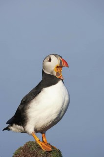 Atlantic Puffin