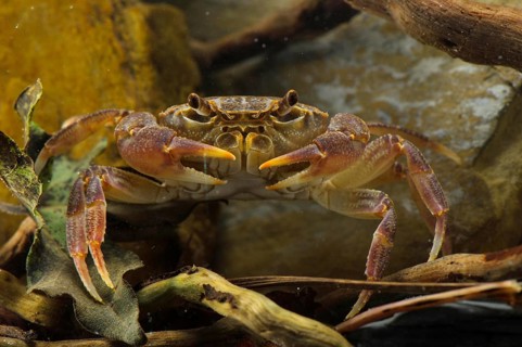 Freshwater Crab