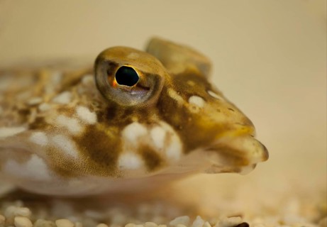 Common dragonet