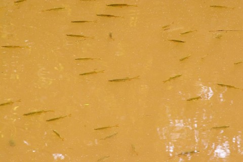 Shoal of young Roach