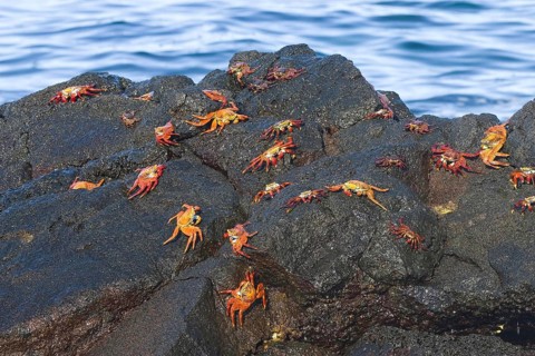 Red cliff crab