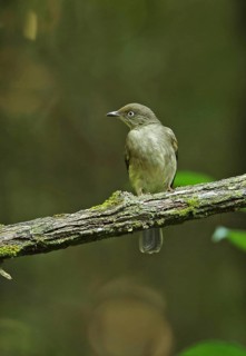 Cream-stalked Bulbul