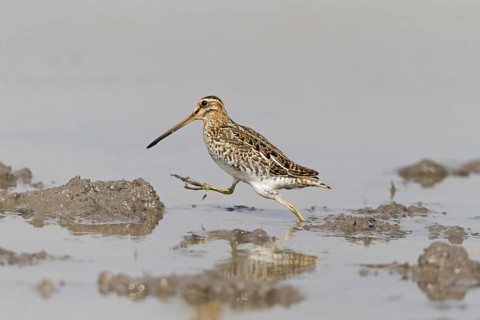 Common snipe