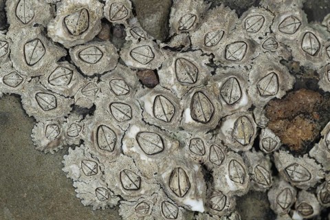 Montagu's Stellar Barnacle
