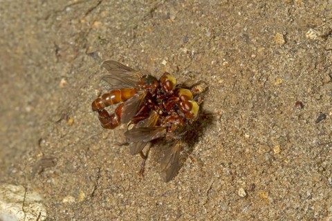 Common broad-headed blowfly