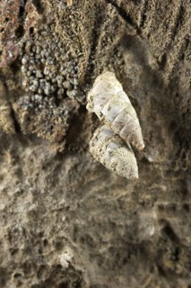 Snail