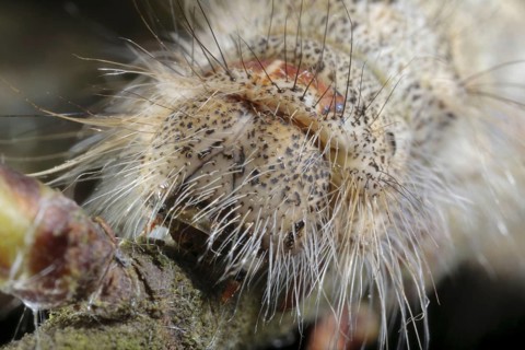 December Moth