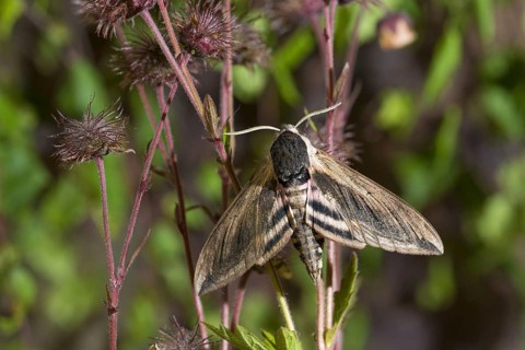 Privet hawkmoth