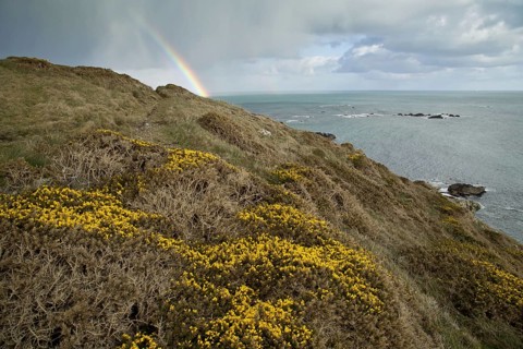 Flowering common gorse